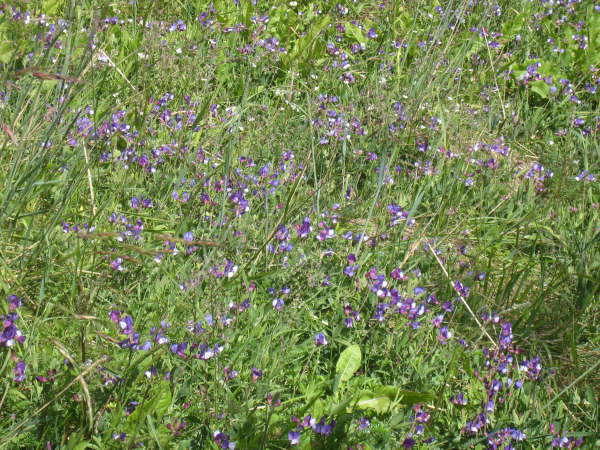 Vicia Magellanica