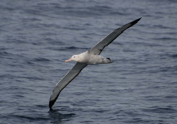 Wandering Albatross