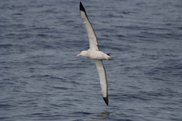 Wandering Albatross