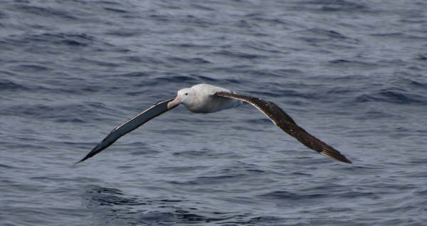 Wandering Albatross