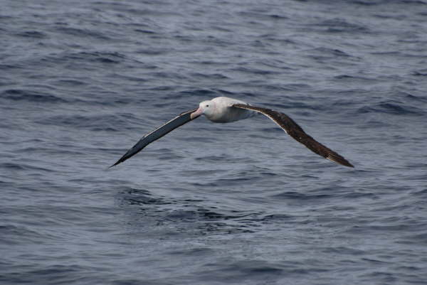 Wandering Albatross