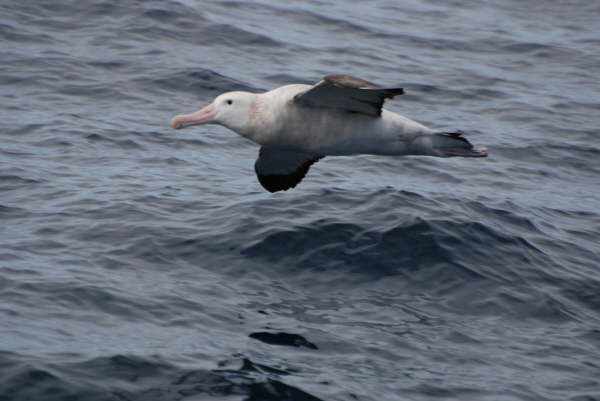 Wandering Albatross