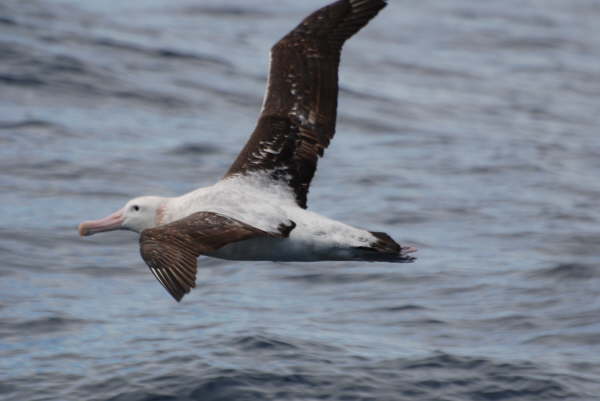 Wandering Albatross