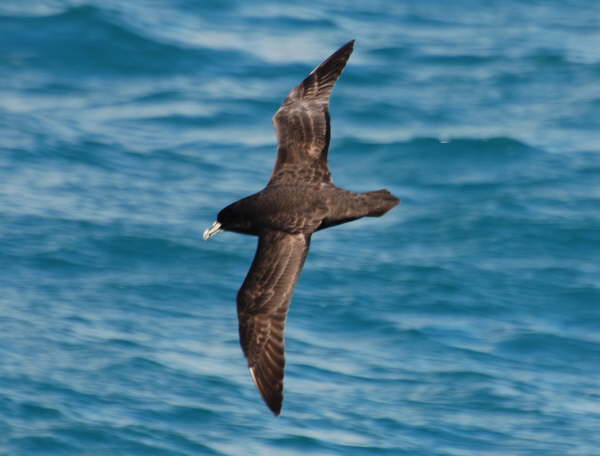 White-chinned Petrel