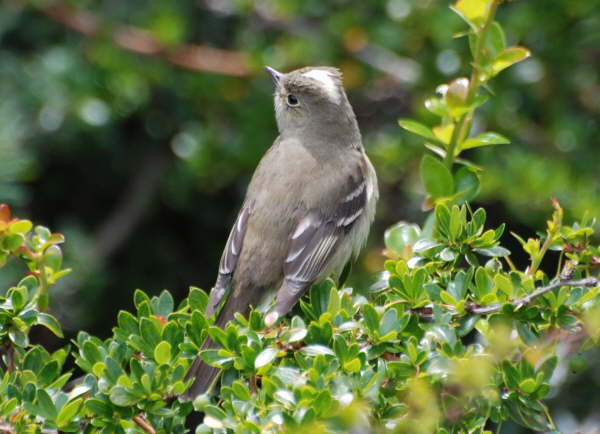 White-crested Eleania