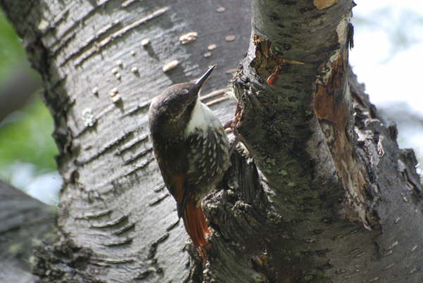 White-throated Treerunner