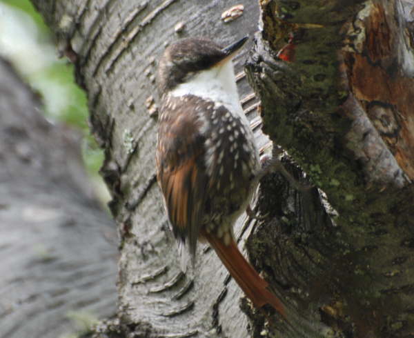 White-throated Treerunner