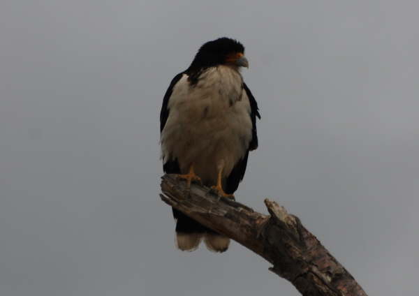 White-Throated Caracara