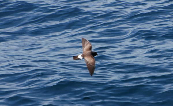 Wilson's Storm Petrel (last photo in this section)