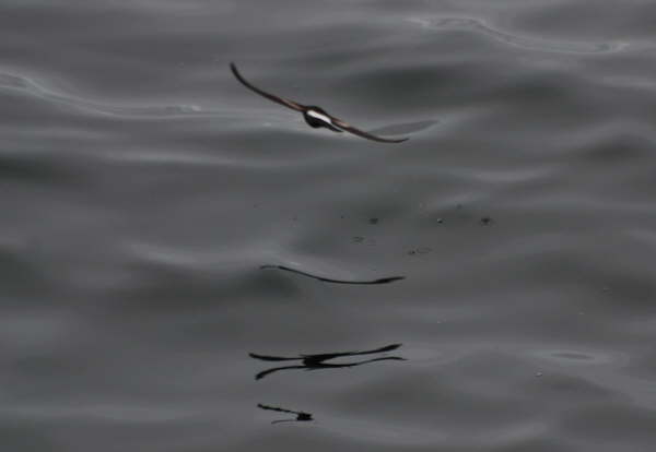 Wilson's Storm Petrel