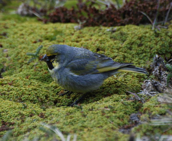 Yellow-bridled Finch (last photo in this section)