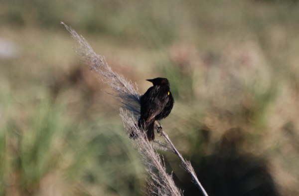 Yellow-winged Blackbird