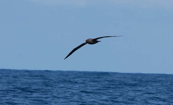 Sooty Albatross