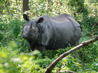india rhino