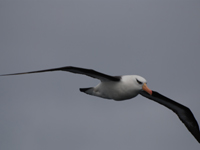 Chatham Island Albatross