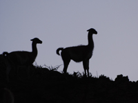 Guanacos