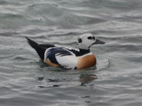 stellar's eider