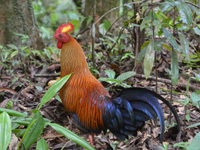 jungle fowl