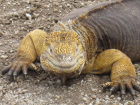 Land iguana