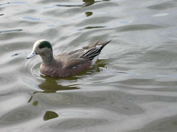 American Wigeon