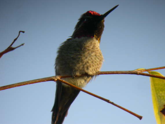 Anna's Hummingbird