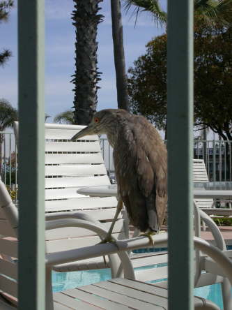 Black-crowned Night Heron