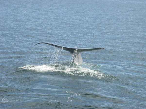 Blue whale