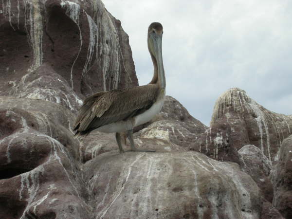 Brown Pelican 