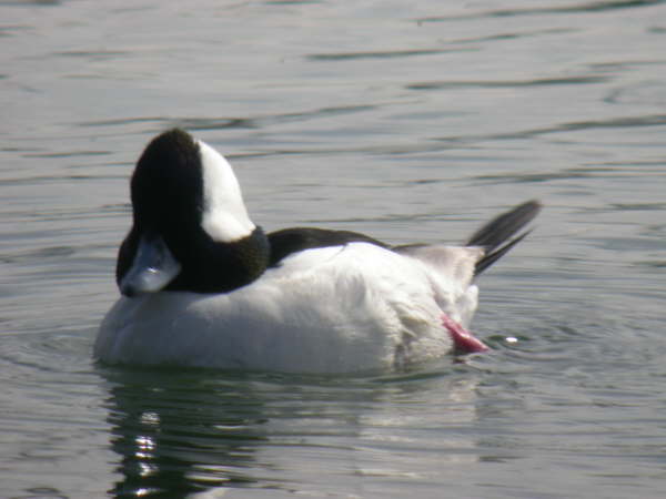 Bufflehead
