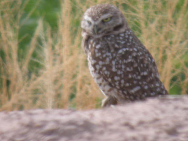 Burrowing Owl
