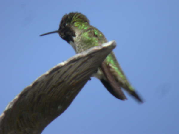 Costa's Hummingbird