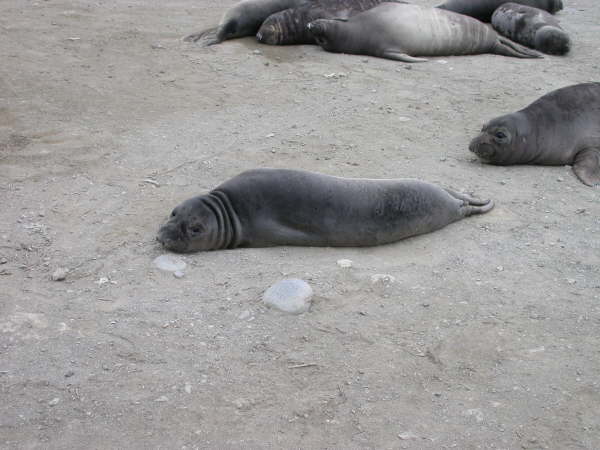 Elephant seals