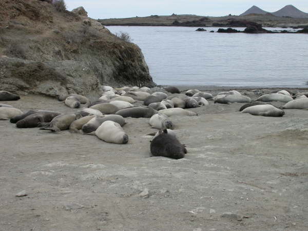 Elephant seals