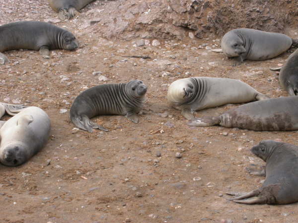 Elephant seals