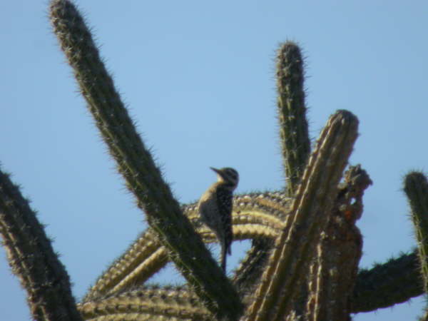Flicker Woodpecker