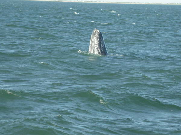 Watching gray whales