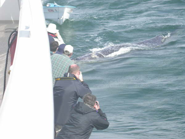 Watching gray whales