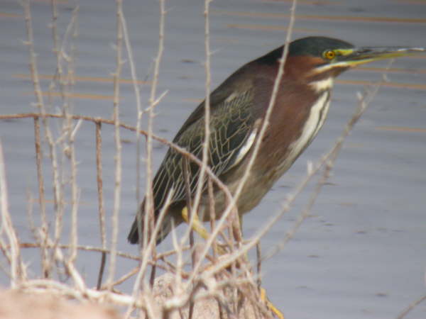Green Heron 