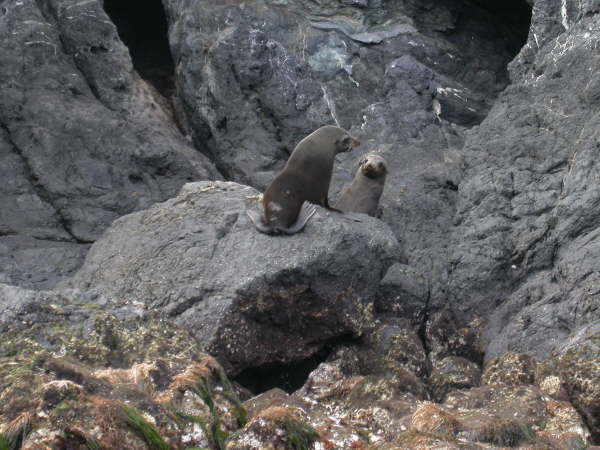 Guadeloupe fur seal