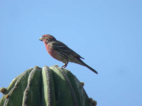 House Finch