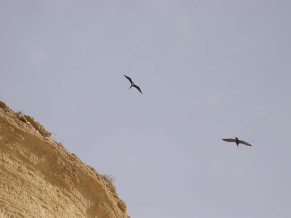 Magnificent Frigatebirds 