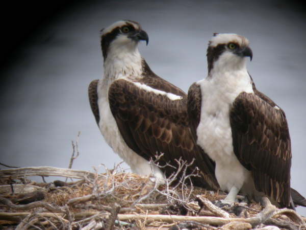 Ospreys