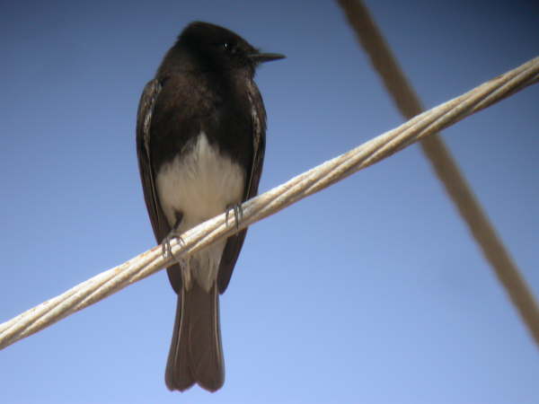 Black Phoebe 