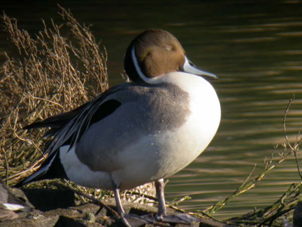 Pintail