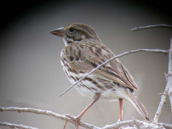 Savannah Sparrow