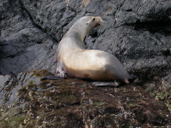 Sea Lion