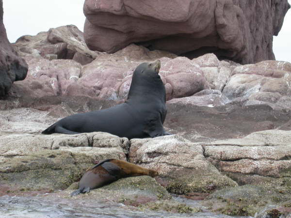 Sealions at Los Islottes 