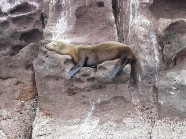 Sealions at Los Islottes