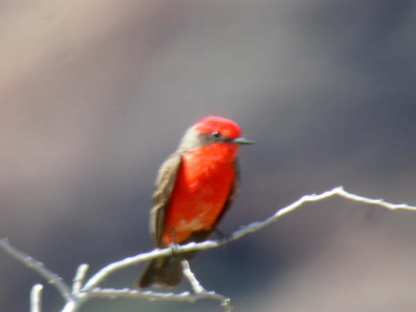 Vermillion Flycatcher