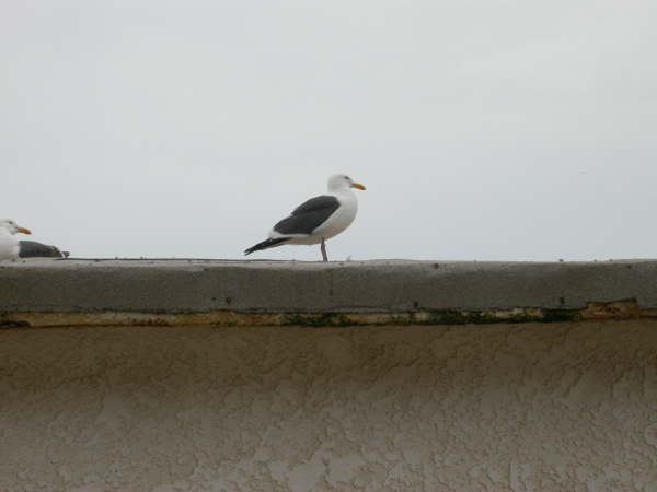 Western Gull